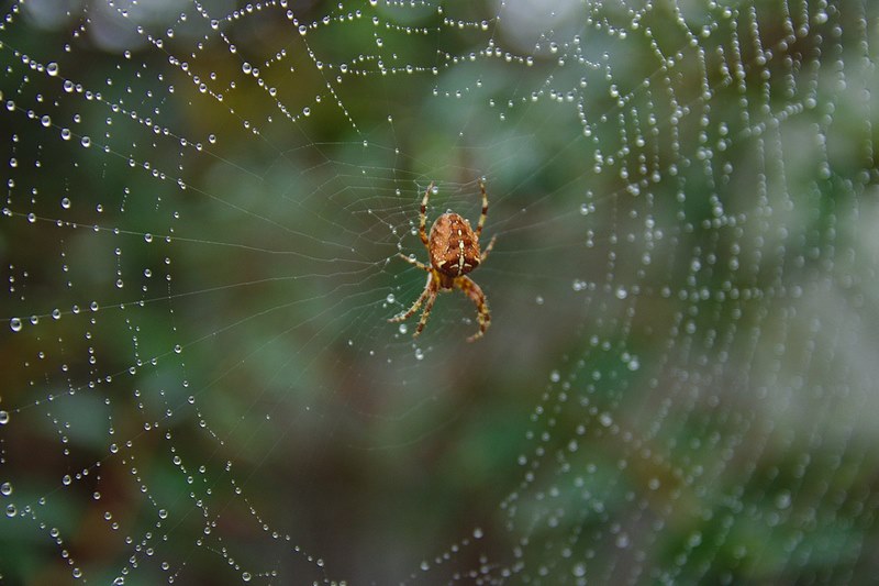 Mơ thấy nhện mang tới nhiều tầng ý nghĩa riêng biệt