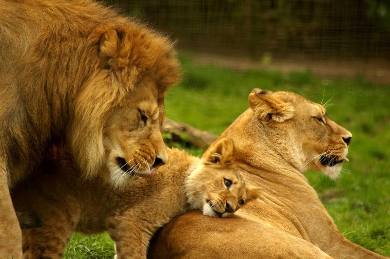 Giấc mơ gia đình sư tử báo hiệu tình duyên của bạn đang tiến triển tốt đẹp